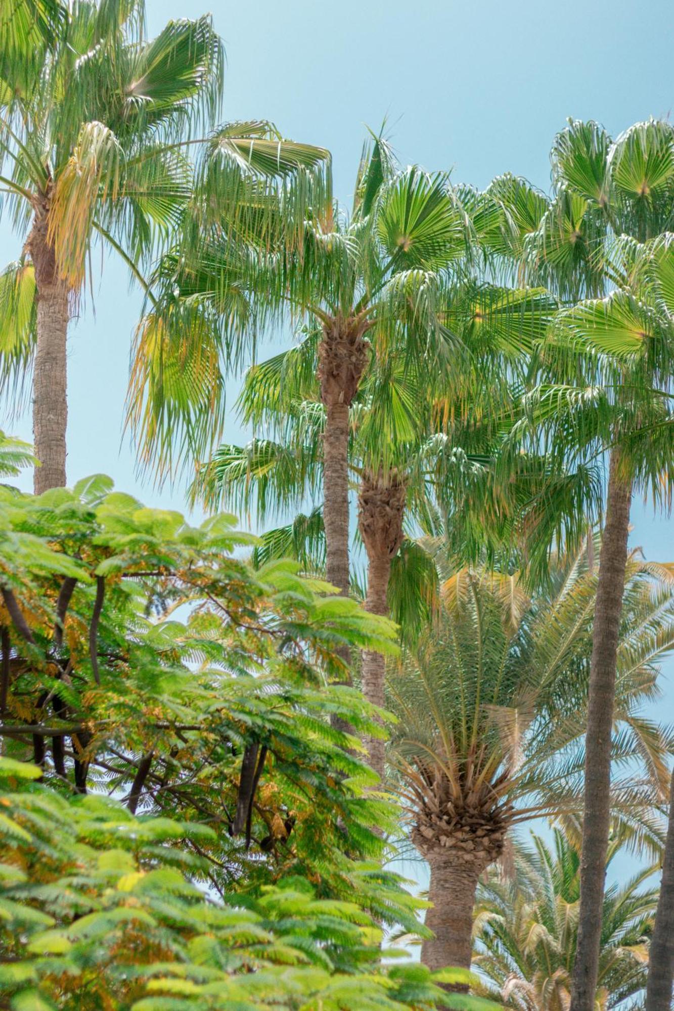 Apartamentos El Palmar ปลายา เดล อิงเกลส ภายนอก รูปภาพ